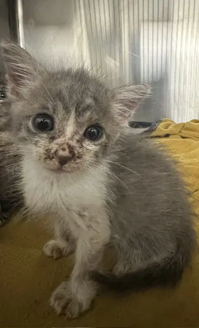Chai - Domestic Short Hair