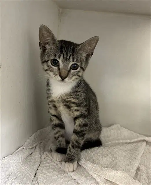 Annabeth - Domestic Short Hair