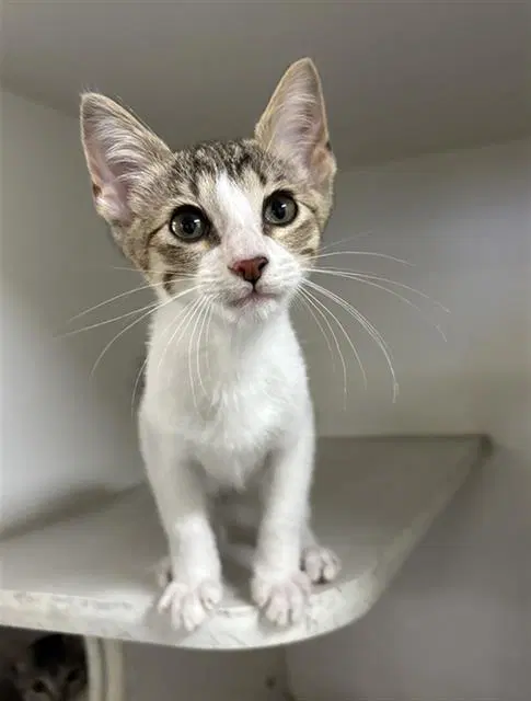 Grover - Domestic Short Hair