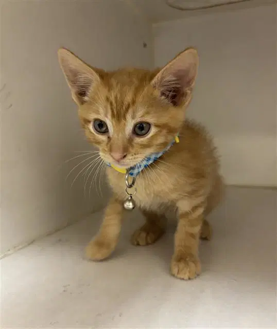 Alex - Domestic Short Hair