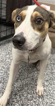 Bandit - Rat Terrier