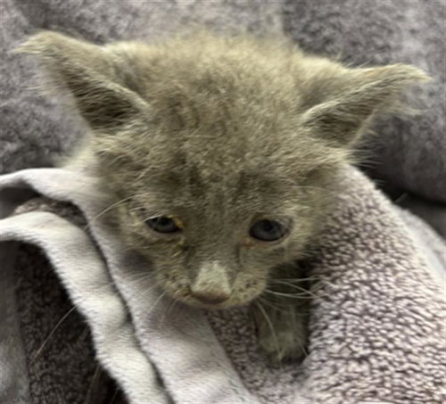 Gemma, Domestic Short Hair (medium coat)