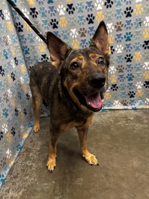 Hope - German Shepherd Dog