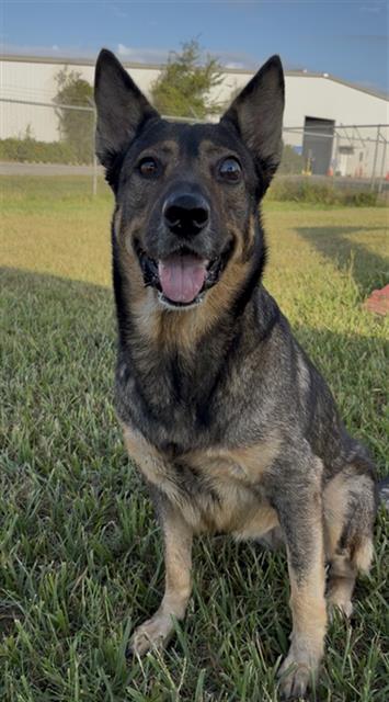 HOPE, a dog for adoption from Fort Bend County Animal Services