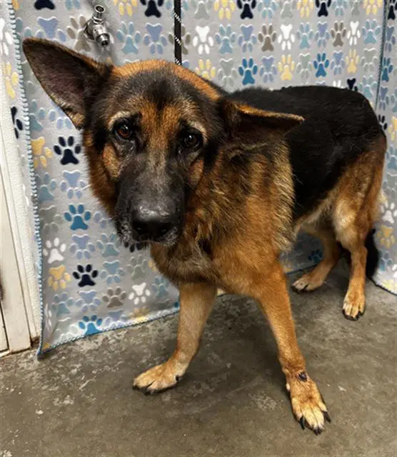 Havoc - German Shepherd Dog