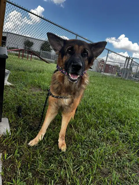 Havoc - German Shepherd Dog