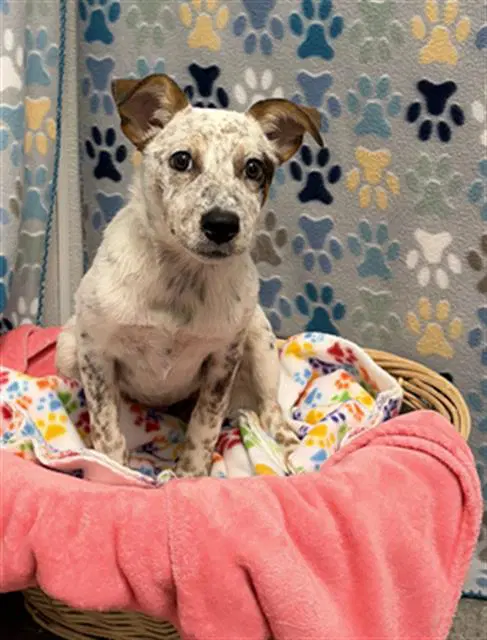 Agatha - Australian Cattle Dog/Blue Heeler