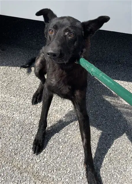Shefield - Dutch Shepherd