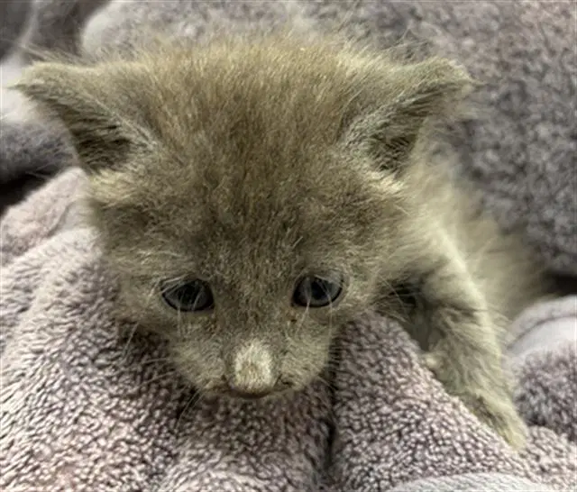 Gihanna - Domestic Short Hair