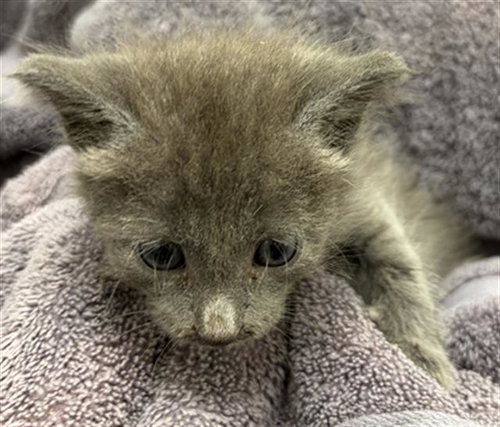picture of the cat needing adoption