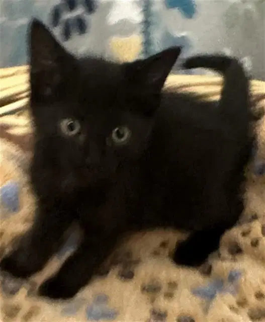Jamie - Domestic Short Hair