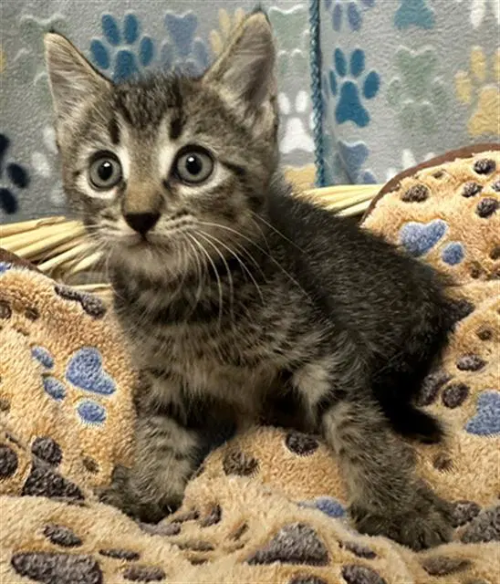 James - Domestic Short Hair