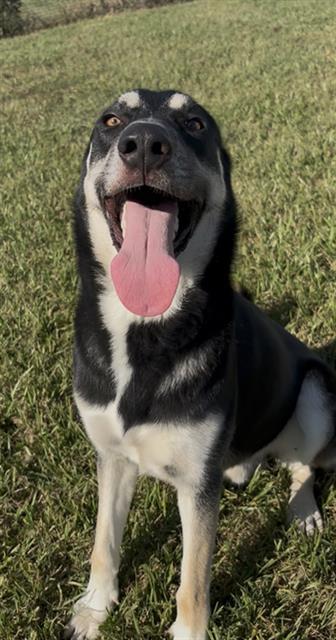 Finn, German Shepherd Dog (medium coat)