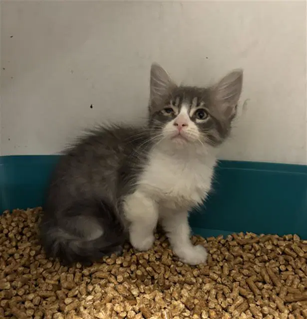 Lexi - Domestic Short Hair