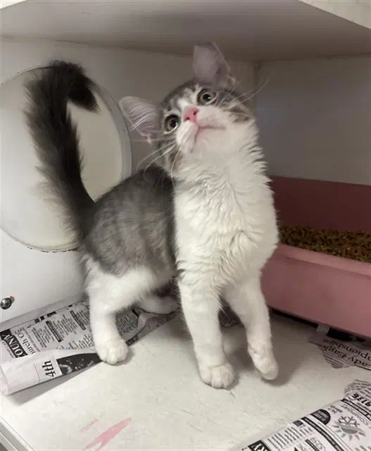 Lexi - Domestic Short Hair