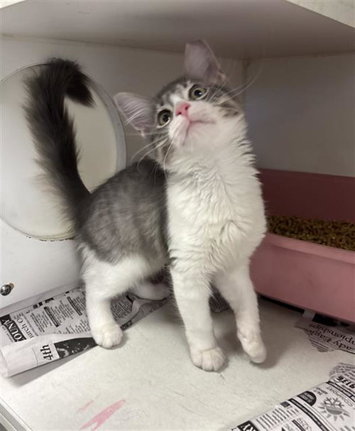 LEXI, a cat for adoption from Fort Bend County Animal Services
