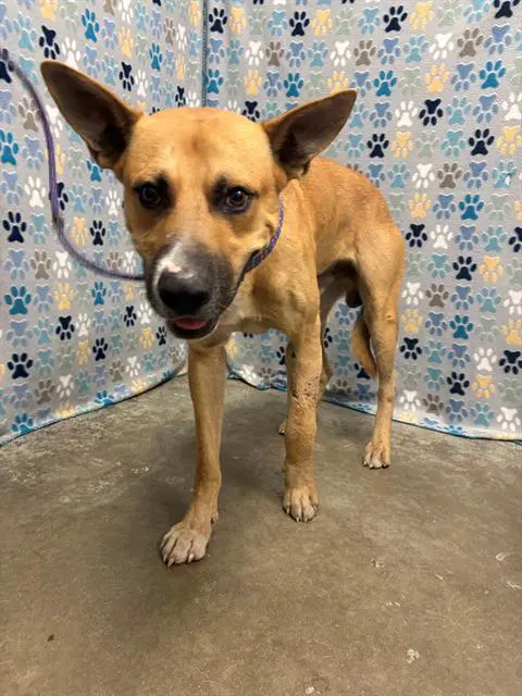 Bear - Black Mouth Cur