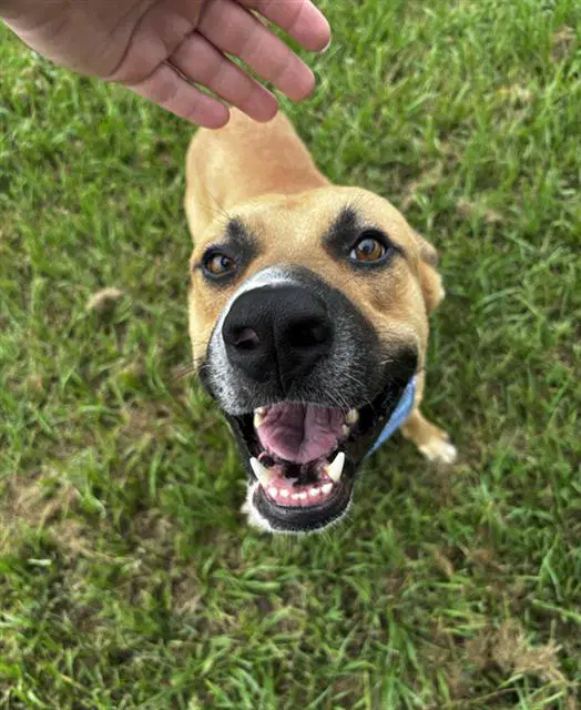 Bear - Black Mouth Cur