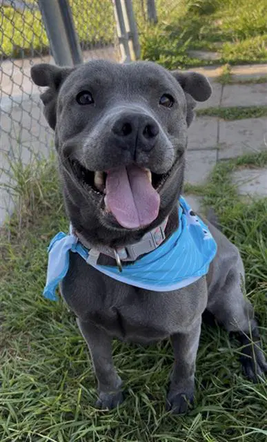 Stormy - Pit Bull Terrier