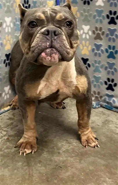 Charity - American Bulldog