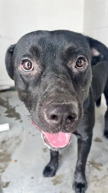 Soba - Labrador Retriever