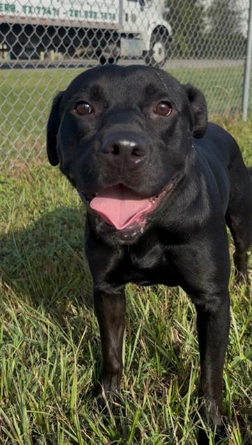 Soba, Labrador Retriever / Staffordshire Bull Terrier / Mixed (medium coat)