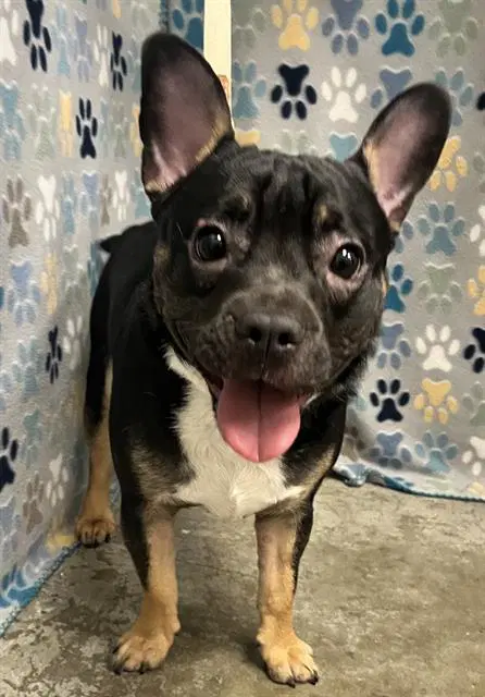 Louie - French Bulldog