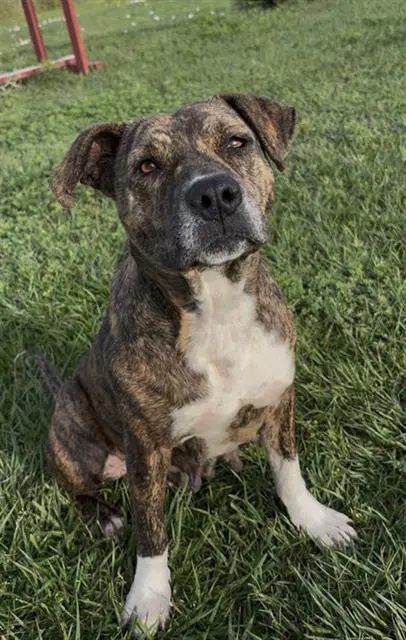 Peppermint - Pit Bull Terrier
