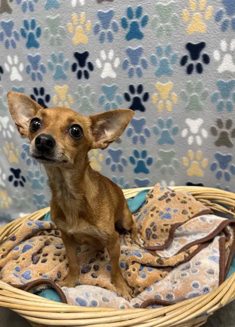 Chiquita - Chihuahua
