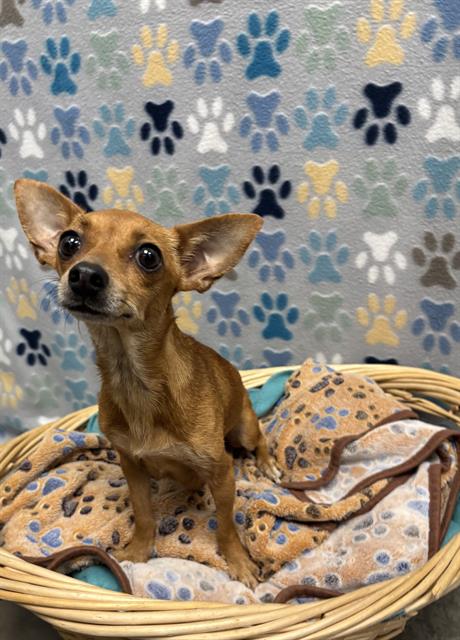 Chiquita