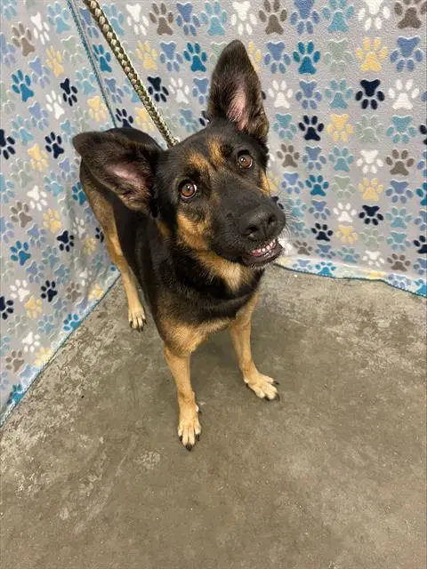 Royal - German Shepherd Dog