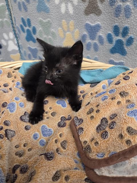 picture of the cat needing adoption