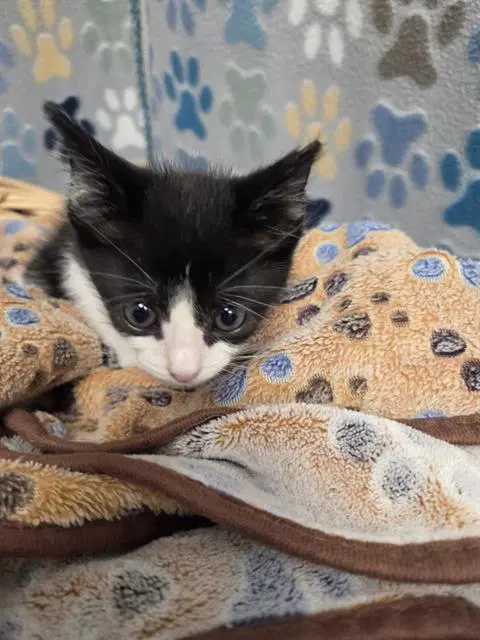 Calamitus - Domestic Short Hair