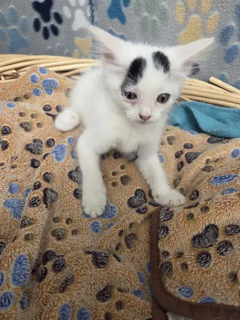 Cavella - Domestic Short Hair