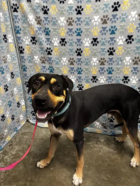 Unknown - Doberman Pinscher