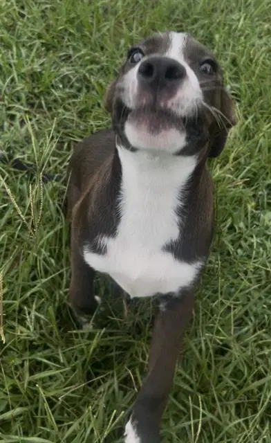 Mr Pickles - Australian Kelpie