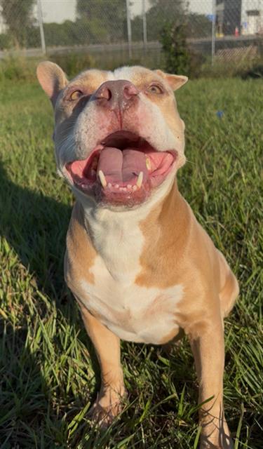 Harvey, American Bulldog / Mixed (medium coat)