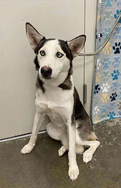 Pebbles - Husky