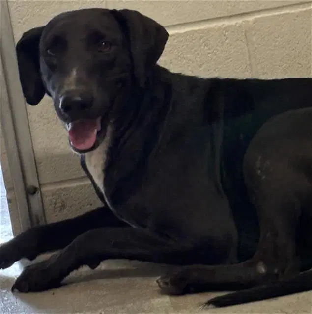 Betty - Labrador Retriever