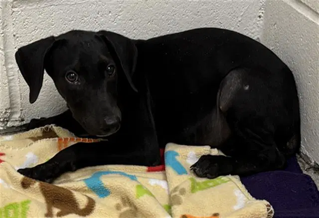Bessie - Labrador Retriever