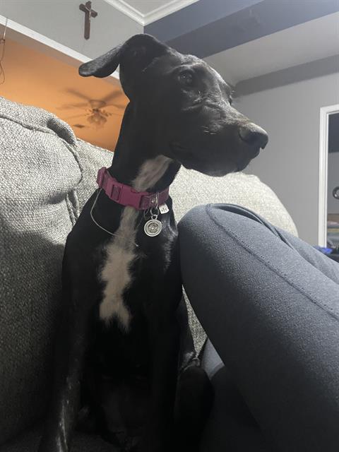 BESSIE, a dog for adoption from Fort Bend County Animal Services