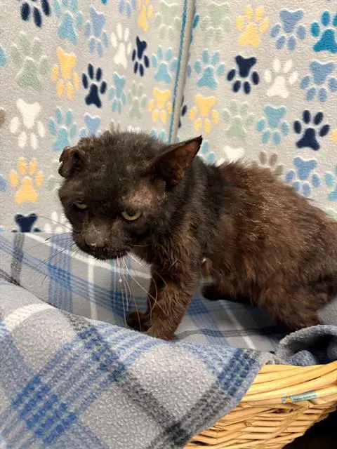Mr Jenkins - Domestic Short Hair