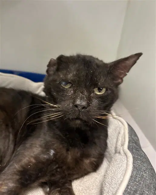 Mr Jenkins - Domestic Short Hair