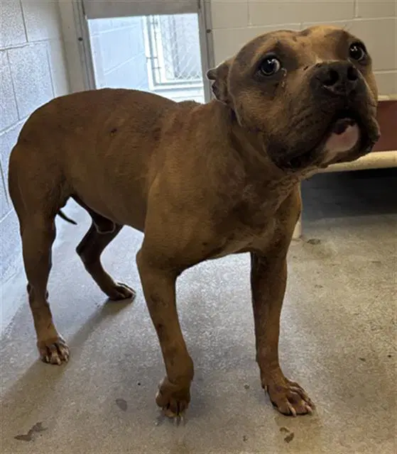 Rusty - Staffordshire Bull Terrier
