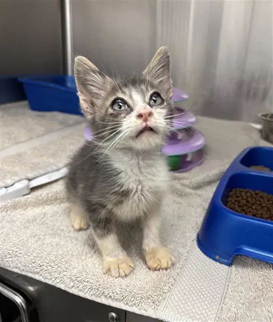 Scar - Domestic Short Hair