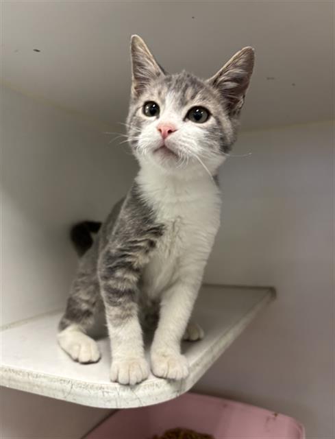 SCAR, a cat for adoption from Fort Bend County Animal Services