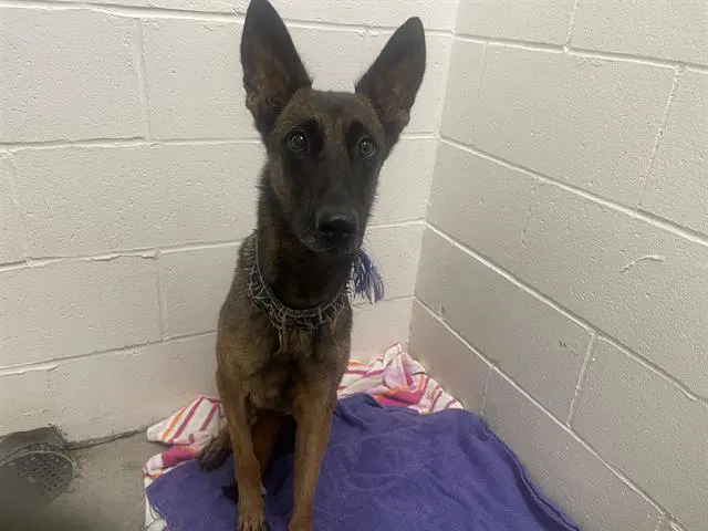 Unknown - Belgian Shepherd Malinois