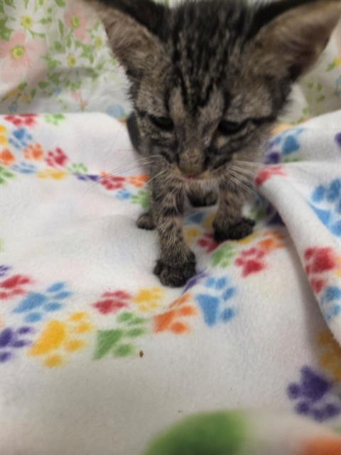 Albear, Domestic Short Hair (medium coat)