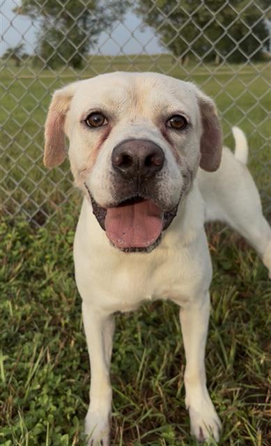 Buster, Labrador Retriever / Boxer / Mixed (medium coat)