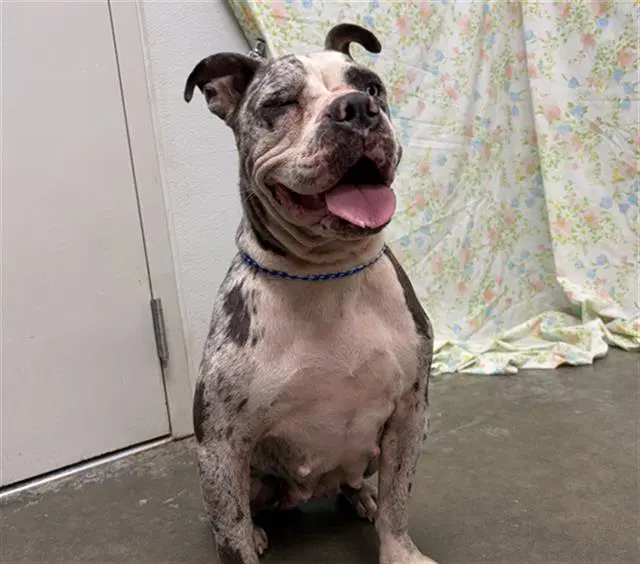 Morgan - Staffordshire Bull Terrier